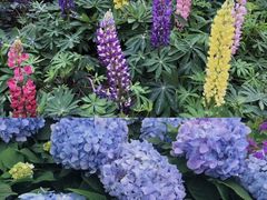 -深圳仙湖植物园