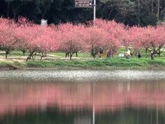 -南国桃园旅游度假区