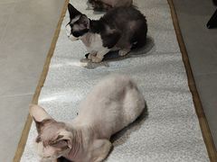 -琪喵猫屋·撸猫猫咖·猫舍