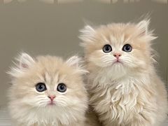 -lincat·猫舍(广州店)