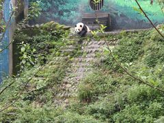 -中国大熊猫保护研究中心雅安碧峰峡基地