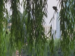 -团结湖公园