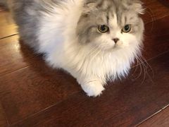 -喵店&猫咖
