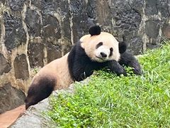 -都江堰中华大熊猫苑
