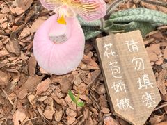 -上海鲜花港