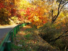 -天女山森林公园
