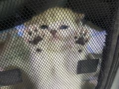 -猫尾侦探俱乐部·剧本杀·狼人杀