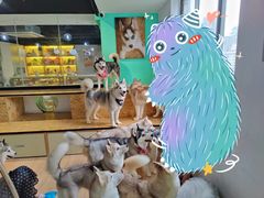 -Husky Go! 哈士奇体验馆·宠物咖啡厅狗咖