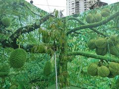 -都念榴莲·城市榴莲