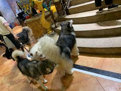 -more than meow吴止猫主题餐厅(承德 中船汇店)