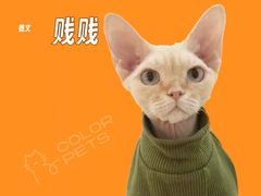 -COLOR PETS 撸猫馆·购猫·猫咖(长风大悦城店)