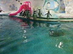 -北戴河圣蓝海洋公园