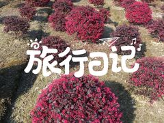 -郫都区农科村景区