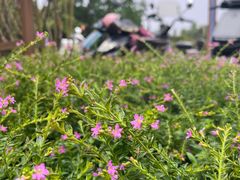 -天鹅湖体育公园