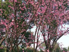 -重庆市江北嘴中央商务区中央公园