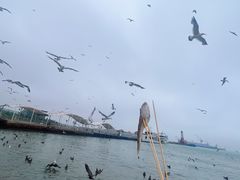 -海驴岛(荣成市)