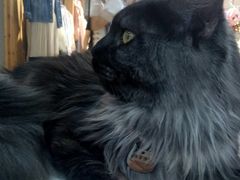 -糯米喵星人·撸猫猫舍咖啡馆(西市场嘉华店)