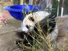 -海南热带野生动植物园