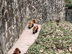 -都江堰中华大熊猫苑