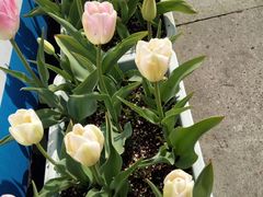 -杭州湾海上花田景区