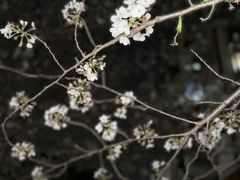 -高东镇樱花园