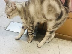 -FAELING PETS美天灵宠物(富力广场店)