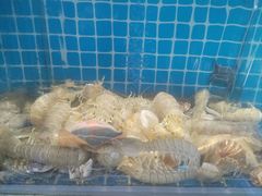 -曼听小寨海鲜烧烤·大连辣炒大王(盖州街店)