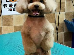 -我爱吾宠宠物美容院(朝阳路店)