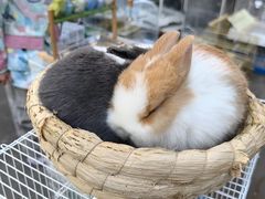 -哈尔滨道外花鸟鱼市场