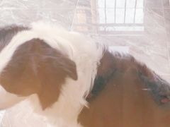 -申普宠物医院·眼科·心内科·影像科(普陀分院)