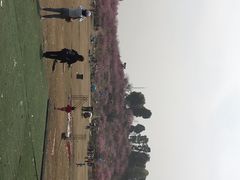 -秀丽东方