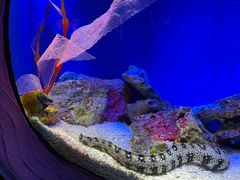 -上海海洋水族馆