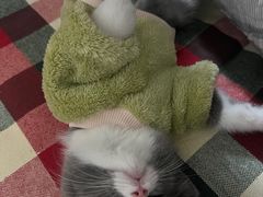 -小猫来了·猫舍(红山六九七九店)