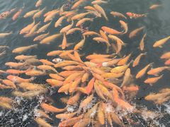 -长春市南湖公园