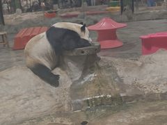 -栾川竹海野生动物园