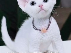 -十年猫舍·猫咪专门店(普陀店)
