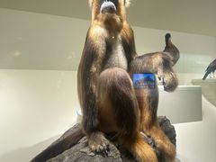 -四川大学博物馆