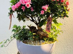 -荷兰花海