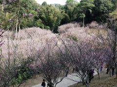 -广州市白云山风景名胜区