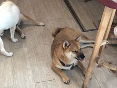 -柴犬高等学院·狗咖·柴犬售卖·宠物训练