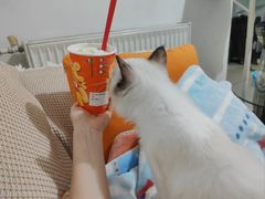 -pd派德宠物中心医院24H急重症·眼科中心·血液透析中心(嵩山北路店)