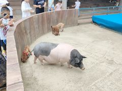 -北戴河集发农业梦想王国