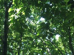 -帽儿山国家森林公园