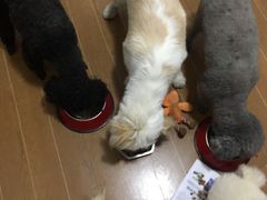 -北京观赏动物医院·24小时大型综合·猫专科·异宠专科
