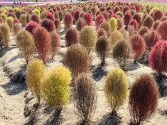 -径山花海