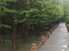 -桤木河湿地公园