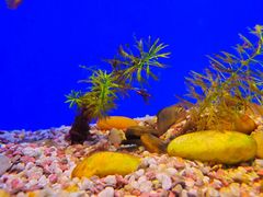 -上海海洋水族馆