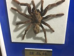 -上海昆虫博物馆