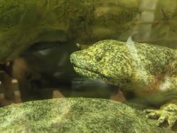 -Zoolung Zoolung动物主题公园(海信广场店)