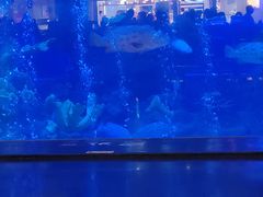 -成都浩海立方海洋公园